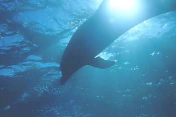 Bottlenose Dolphin often seen on Liveaboard trips