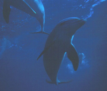 Dolphins often play with us on our liveaboard trips
