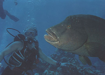 Diver with Napoleon Wrasse at Ras umm sid in 1995