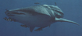 The Whale shark at Ras umm sid 1993