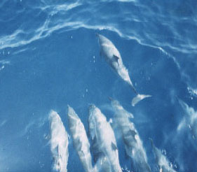 Dolphins in the Straits of Tiran
