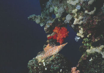 Long nose Hawk fish often found in Fan corals in Tiran