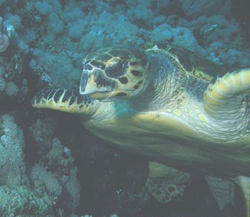 Male Hawksbill Turtle at Jackson reef 1998